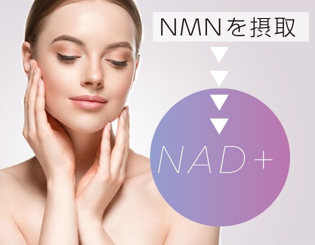 NMNを摂取することでNADが増加するイメージ