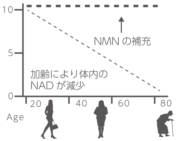 NMNを摂取することで加齢により減少したNADを補うグラフ